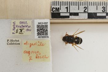 Media type: image;   Entomology 789976 Aspect: Labels